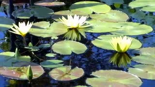 Lillies in the Sun