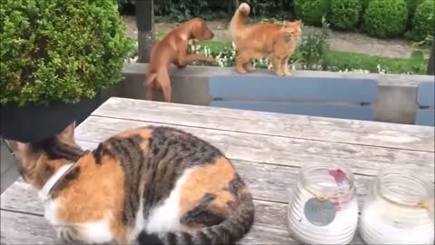 Watch how cats defend their owners