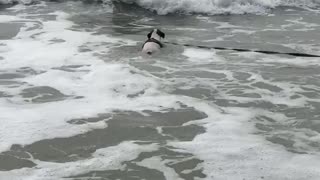 Surfer dog just loves jumping waves