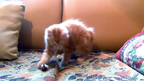 Tiny Kitten Having Fun with Her Toy Mouse