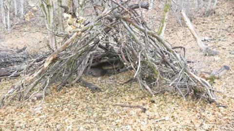 Sasquatch Shelter Structures