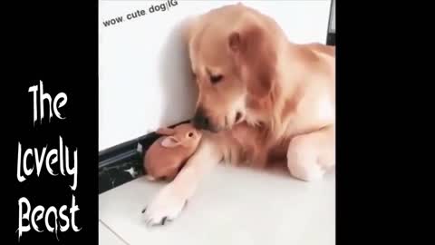 Rabbit & Dog Are best Friends