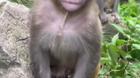 Lovely Monkey baby🐒😘