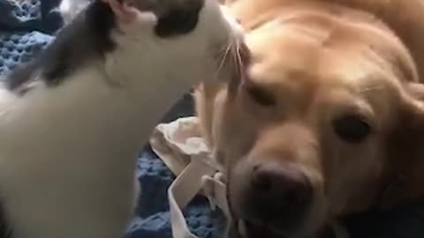 Family’s New Cat Loves Grooming Dog Sibling