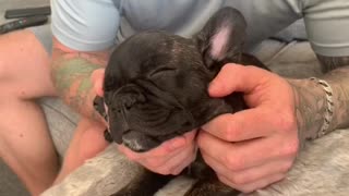 Sleepy puppy massage