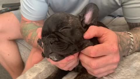 Sleepy puppy massage