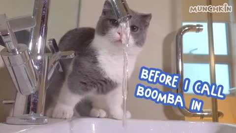Kitten vs Water