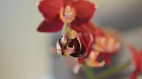 Zeitraffer Orchidee