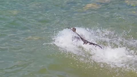 dog swimming freely