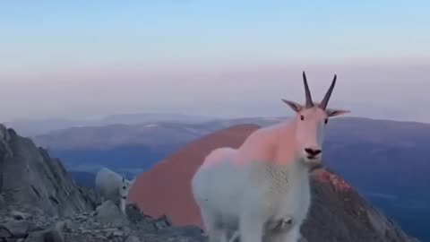 The most polite mountain goat EVER ❤️