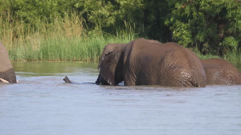 Elephants fighting in a lake at Pilanesberg in South Africa