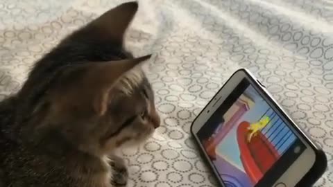 Is this the cutest cat video you’ve seen today? cat watching tom and jerry