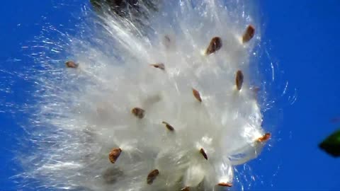 Milkweed Seeds