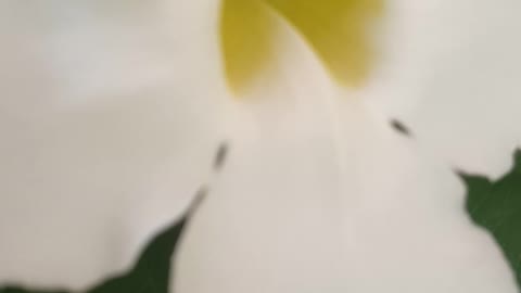 white flower in the morning