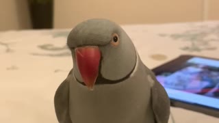 Talking parrot orders owner to come to him for a kiss