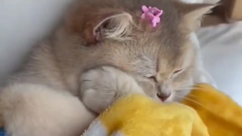 sleepy cat 🤣🤣🤣 from tiktok @catgivry #shorts