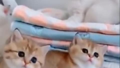 Cutest Try not to Laugh Kittens - Pups - 46