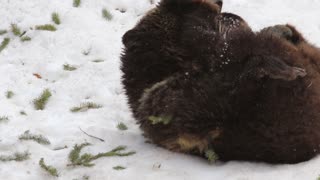 Female Grizzly Bear Plays in Spring Snow