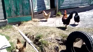 chickens and pituh