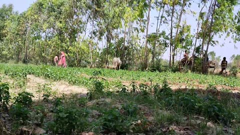 Poor Women's Hut In A Village In Uttar Pradesh {} Real Life India UP Village {} Up Rural Life