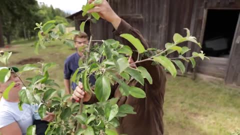 Don't Prune Fruit Trees Until You Watch This - Raintree