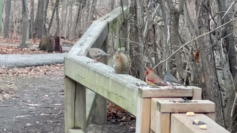 Some of Toronto’s wildlife residents