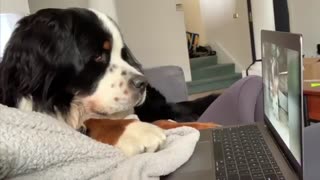 Bernese fascinated by dog compilation videos on laptop