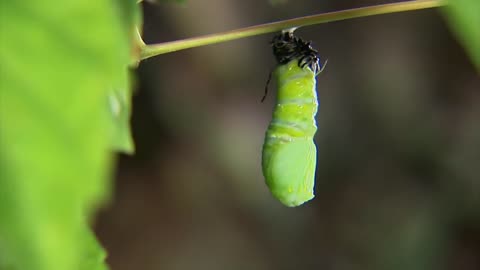 evolution of butterfly