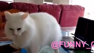 Funny and Cute Cat Videos #239