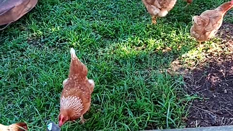 Hens out of the rainy muddy short run on July 26,2020