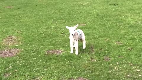 Cute baby lamb