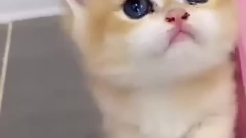 Cute Cat with Adorable Eyes