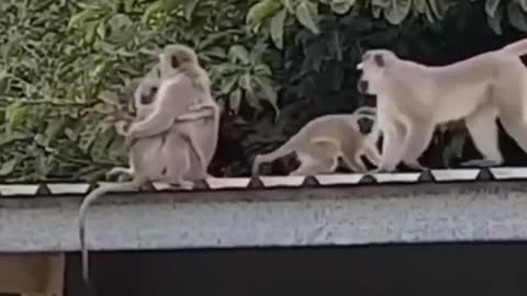 Family reunion in the animal kingdom