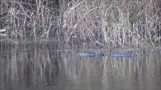 Alligator in my backyard