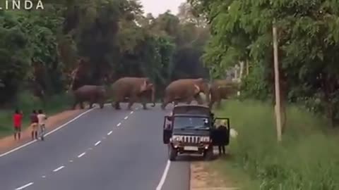 Elephant Kingdom ! Massive Elephant Crossing Road