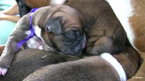 Amazing Puppy Birth