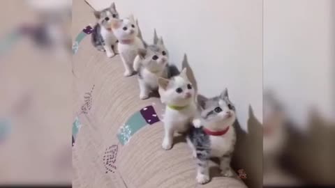 Cute kitten dacing