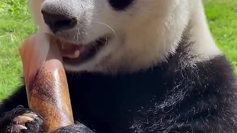 Hungry panda