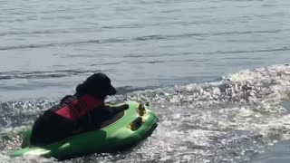 Doggy Delighted by Tubing Ride