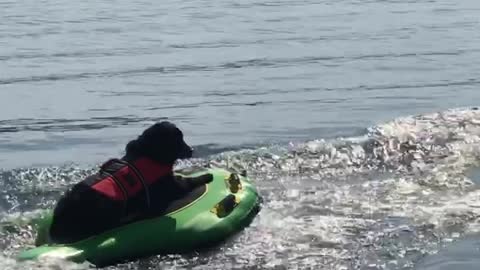 Doggy Delighted by Tubing Ride