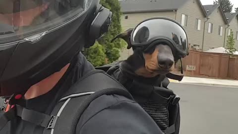 Pup gets geared up to go for motorcycle ride with his owner
