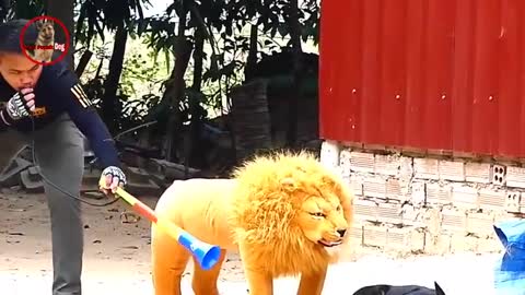 Fake Tiger Prank To dog | Videos Troll