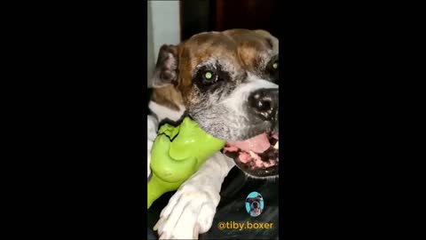 Boxer fiercely attacks the green monster