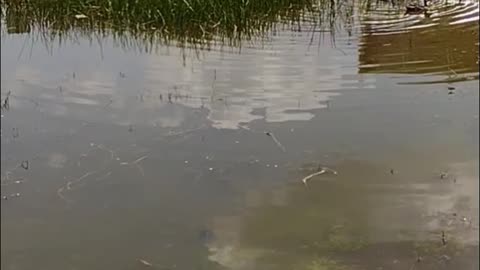 The nature zone: A family of ducks swimming in the everglades