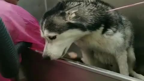 Husky furious for bath time, vocally protests it