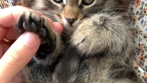 Massaging the paw pretty cat