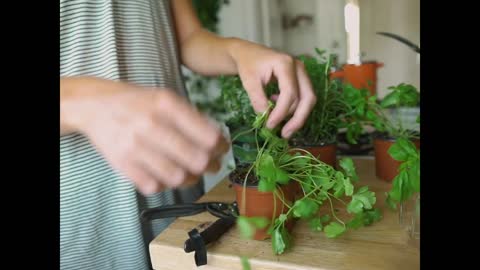 How to Grow Herbs Indoors Without Soil 🌿