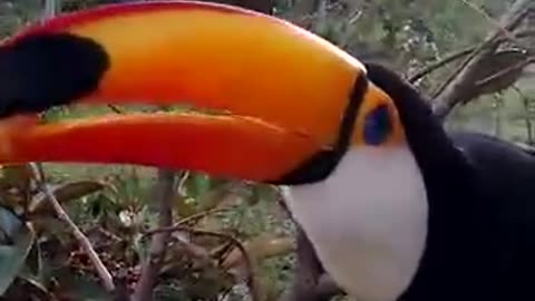 A beautiful toucan