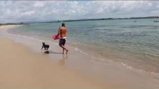 Frenchie ripping it up on a skimboard