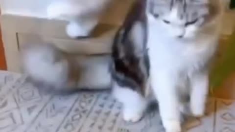 Funny Dog😻😻 and 🐱‍🚀🐱‍🚀Cats Funny pet animals videos